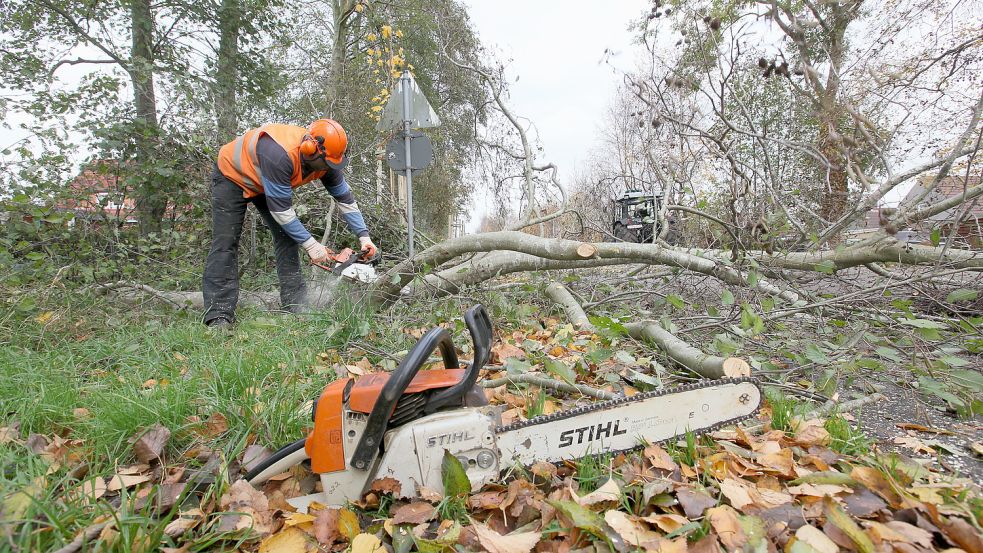 Eben schnell die Kettensäge anschmeißen und weg mit dem Baum? In Emden soll eine neue Baumschutz-Satzung das in deutlich mehr Fällen verhindern - auch auf Privatgrund. Foto: Ortgies/Archiv