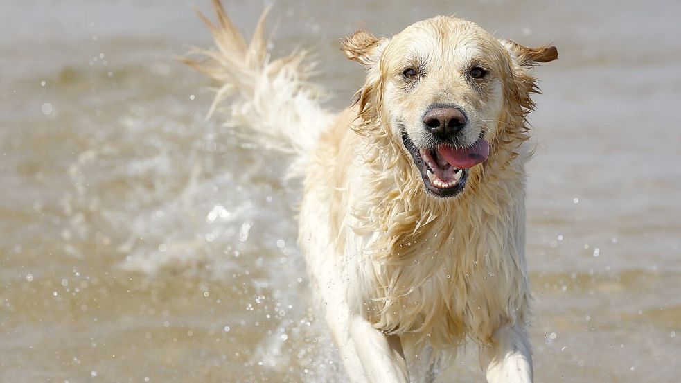 Ist bald Schluss mit dem grenzenlosen Toben der Vierbeiner am Ihlower Hundestrand? Symbolfoto: Pixabay