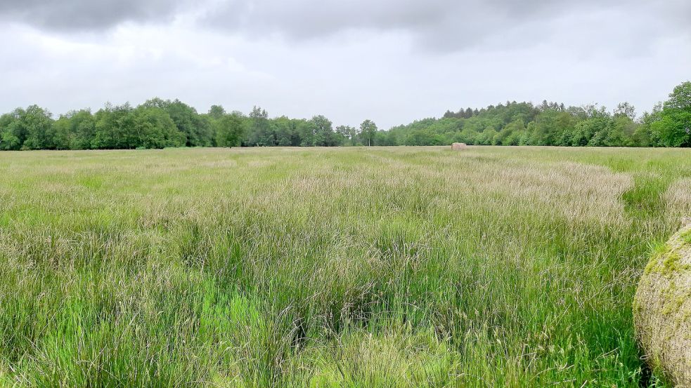 Derzeit werden die Flächen des Kollrunger Moores noch landwirtschaftlich genutzt. Foto: Steven/Nabu-Station Ostfriesland