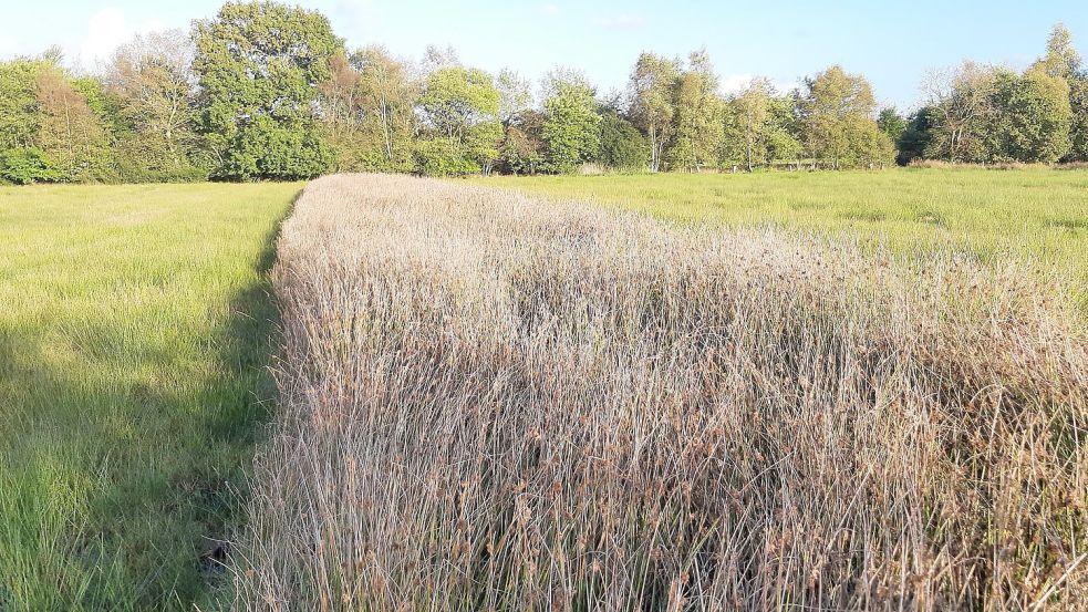 Der Nabu plant, das Kollrunger Moor in der Gemeinde Friedeburg wieder in seinen ursprünglichen Zustand zurückzuversetzen. Foto: Steven/Nabu-Station Ostfriesland