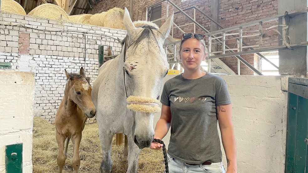 Mehrere Pferde von Katharina Jaeckel wurden vermutlich durch einen Wolf verletzt. Bei der weißen Stute sind Kratzspuren über dem Auge zu sehen. Foto: Weiden