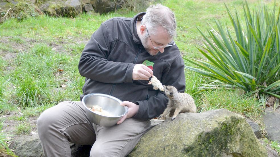 Wissen, was schmeckt: Die Eintagsküken aus der Hand von Tierparkleiter Nils Kramer sind für die Erdmännchen ein echter Leckerbissen. Archivfoto: Hesebeck