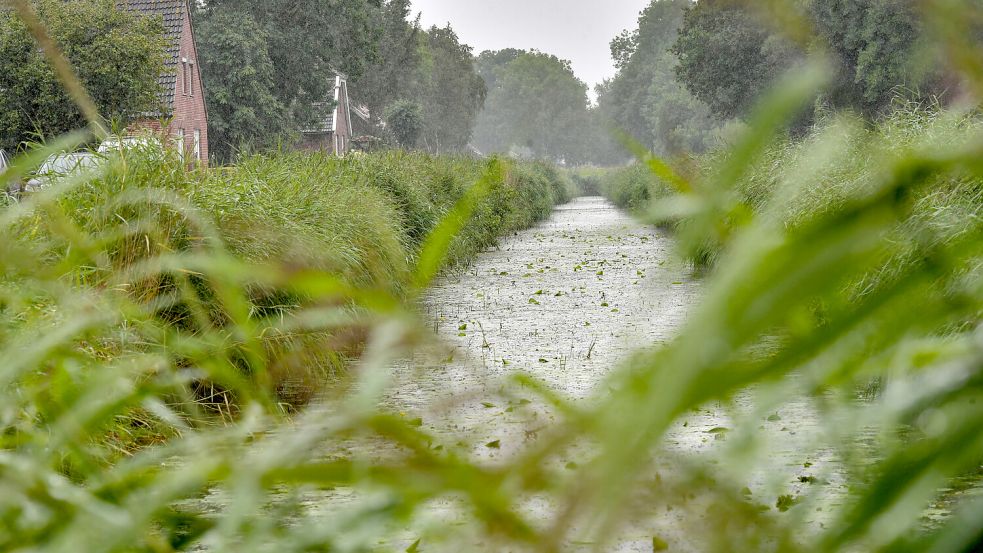 In der Hookswieke in Moormerland steht das Wasser derzeit höher als in den vergangenen Jahren. Teile des Gewässers wurden im vergangenen Jahr entschlammt. Foto: Ortgies