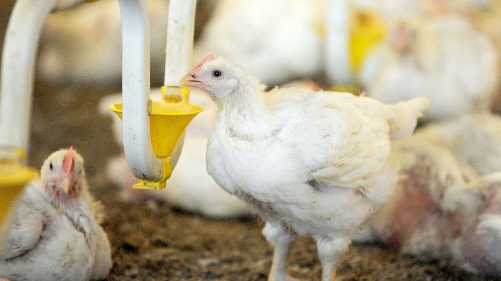 Diesem Masthuhn geht es sehr gut. Bei Artgenossen aus einem Stall im Landkreis Emsland scheint das nicht der Fall gewesen zu sein. Jetzt ermittelt die Staatsanwaltschaft. Foto: dpa/Ingo Wagner