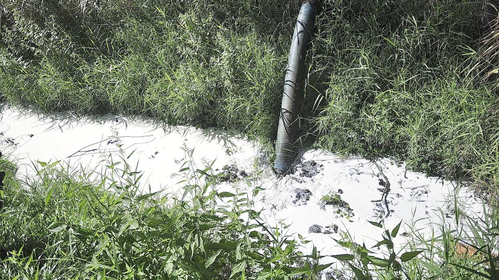 Es scheint recht viel Milch ausgelaufen zu sein. Foto: Wolters