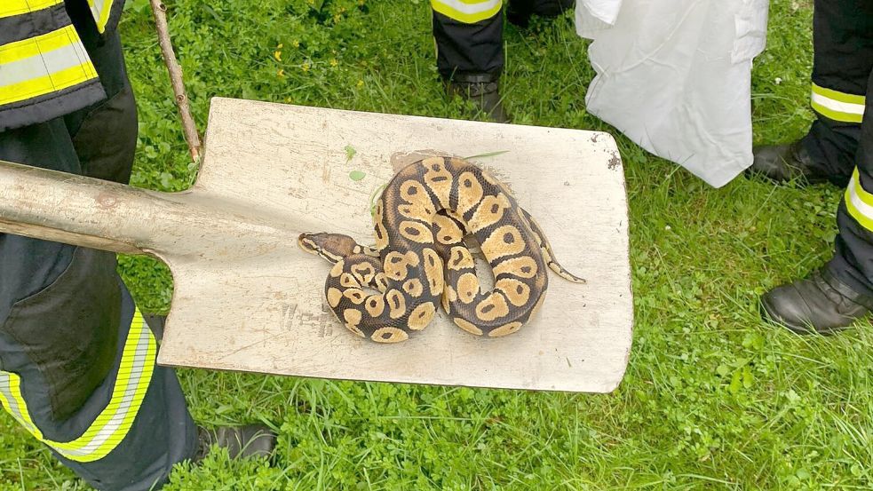 Die Feuerwehr musste insgesamt schon neun Pythons in Walchum im Emsland einfangen. Foto: SG Dörpen/Feuerwehr