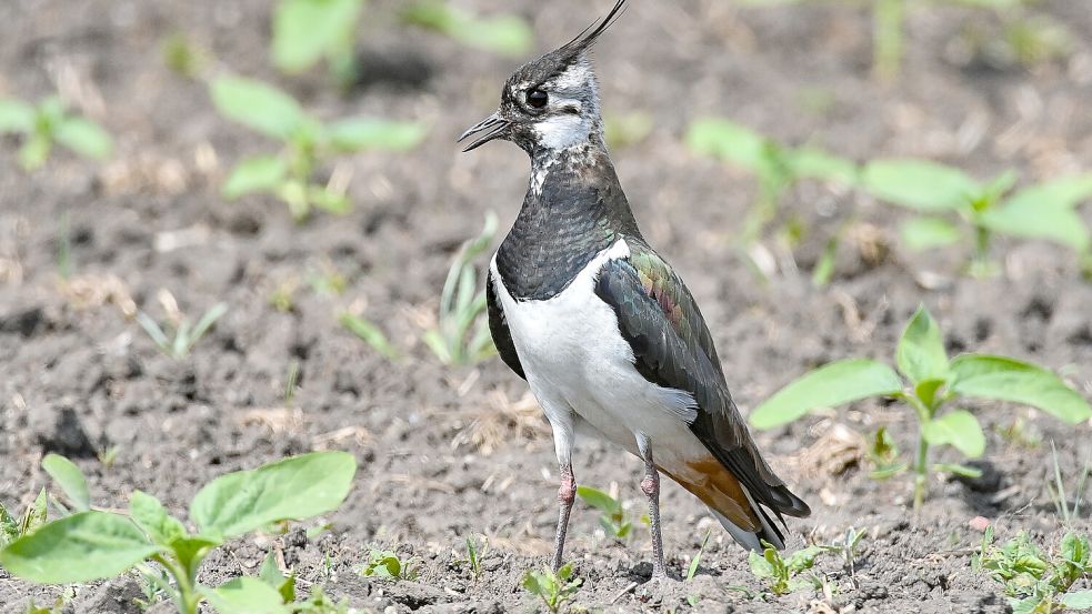 Kiebitze gelten in Niedersachsen als gefährdet. Foto: dpa