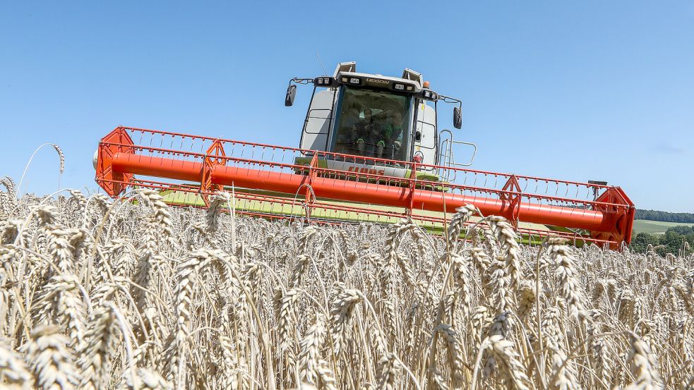 Nichts wird in Deutschland so viel angebaut wie der Winterweizen. Foto: Thomas Warnack/dpa