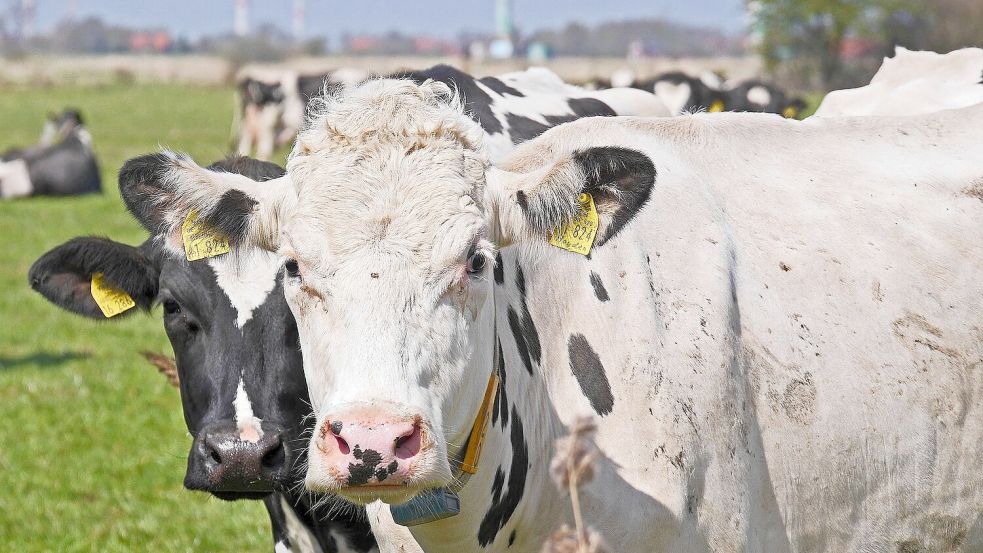 Sie sind aus dem ostfriesischen Landschaftsbild nicht wegzudenken: Milchkühe. Foto: Pixabay