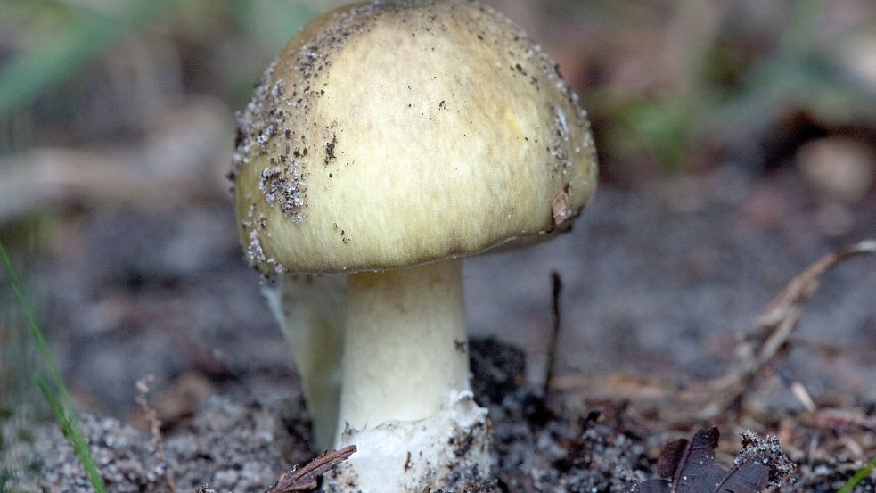 Besonders giftig: der Grüne Knollenblätterpilz (Amanita phalloides). Foto: dpa/Klaus-Dietmar Gabbert