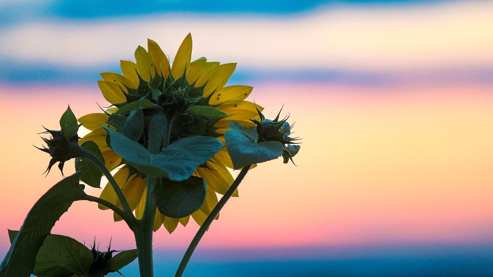 Sonnenaufgang: Auch in den kommenden Tagen bleibt es sommerlich warm und sonnig. Foto: dpa/Thomas Warnack