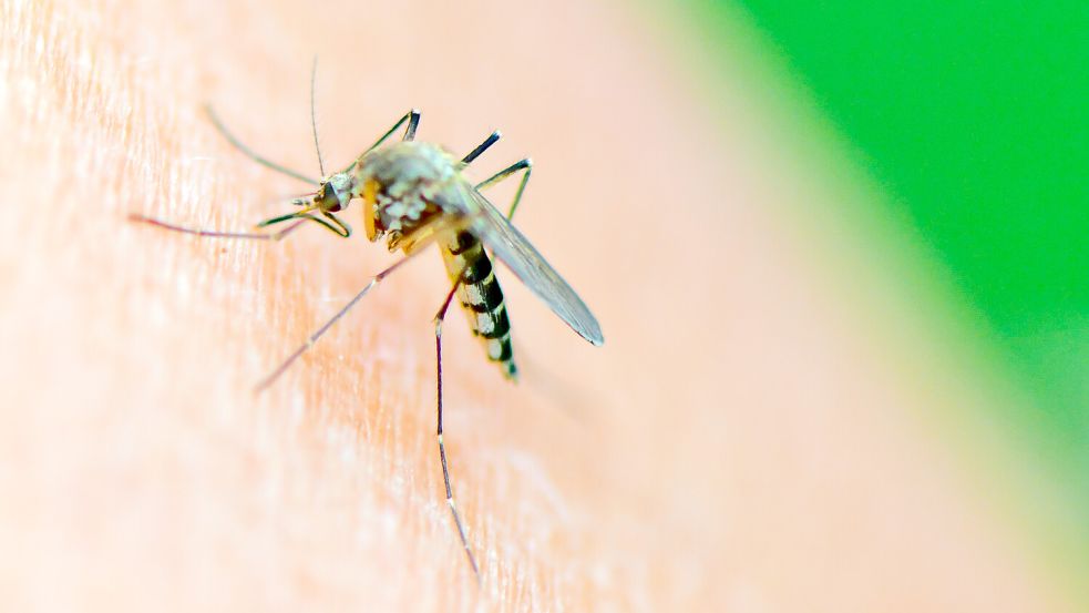 Wissenschaftler gehen davon aus, dass Stechmücken das Dengue-Fieber nach Europa gebracht haben. Foto: dpa/Patrick Pleul