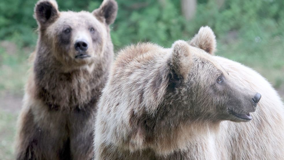 Braunbären breiten sich in Europa weiter aus. Auch in Bayern wurden einzelne Tiere gesichtet. Vize-Ministerpräsident Hubert Aiwanger warnt vor den Konsequenzen. Foto: dpa