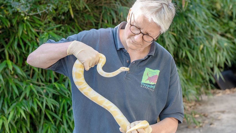 Dr. Heike Weber vom Tierpark Nordhorn mit einer der gefundenen Königspythons aus dem Emsland. Foto: Frieling