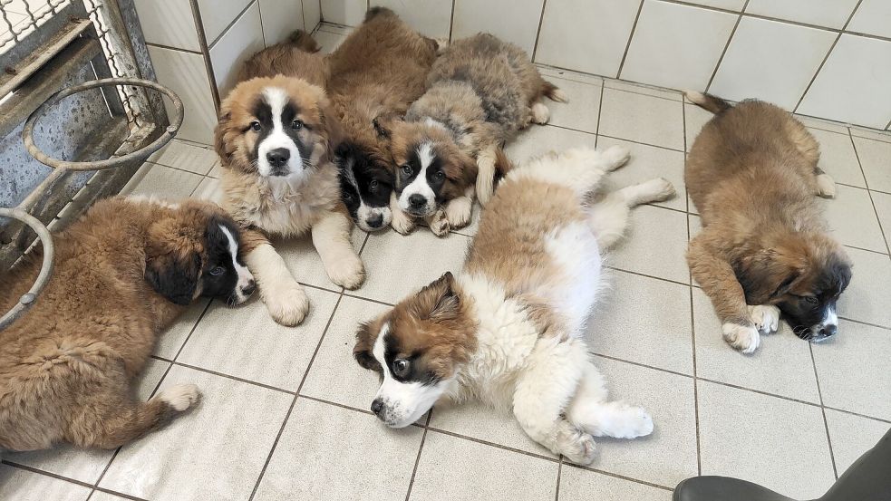 Die sechs Bernhardiner kuscheln sich im Auricher Tierheim aneinander. Foto: Auricher Tierheim