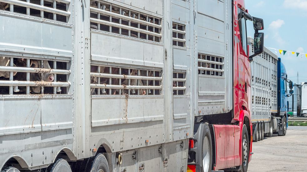 Tiertransporter im spanischen Hafen Algeciras warten auf die Überfahrt nach Marokko. Dorthin werden auch viele Rinder aus Ostfriesland vermarktet. Foto: Jo-Anne McArthur/Eyes on Animals