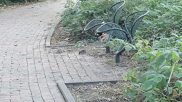 Hier lohnt sich ein zweiter Blick: Zwei Ratten futtern nahe des Blumenpavillons munter Liegengebliebenes. Foto: Hanssen
