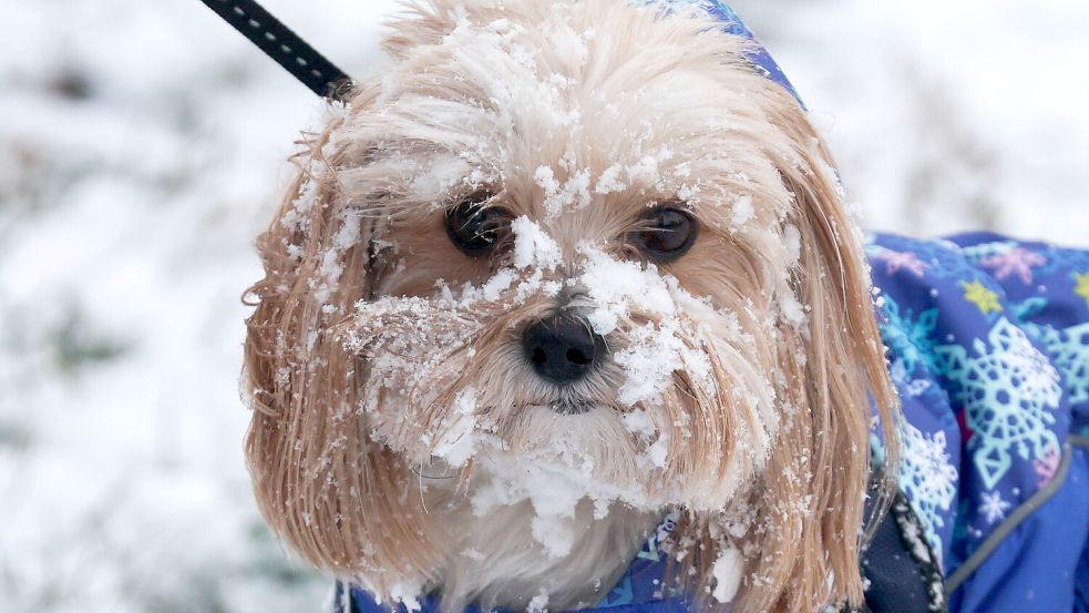 Ist es für Hunde schädlich, wenn sie Schnee fressen? Foto: imago images/ITAR-TASS