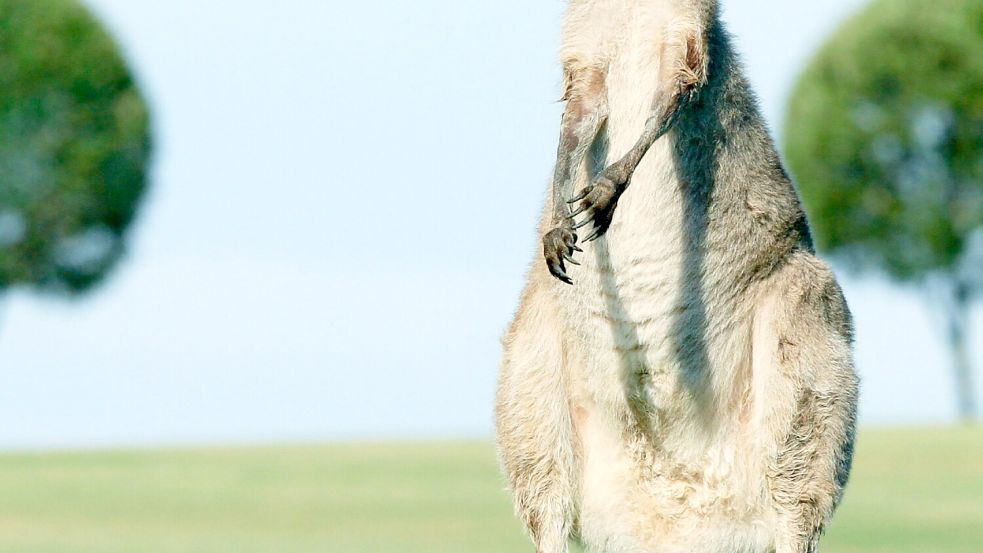 Ein Känguru steht auf einer grünen Wiese. In Kanada ist eines der Beuteltiere ausgebüxt und boxte anschließend einen Polizisten ins Gesicht. Foto: Unsplash/Photoholgic