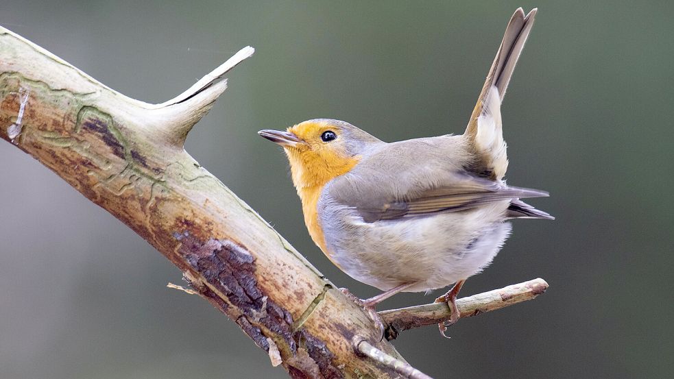 Was benötigen Vögel wie das Rotkehlchen im Winter an Futter? Foto: Ralf Ottmann