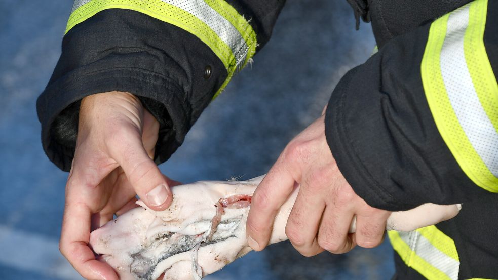 Bis auf den Knochen hat ein verbotener Böller die Dummyhand zerrissen. Foto: Yannick Kitzinger