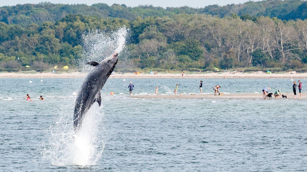 Delfin „Delle“ springt in der Trave vor dem Strandbad aus dem Wasser. Foto: dpa/ Jonas Walzberg