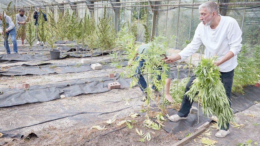 Bei der Ernte: Mitglieder eines der ersten Cannabis-Clubs in Hamburg. Foto: dpa