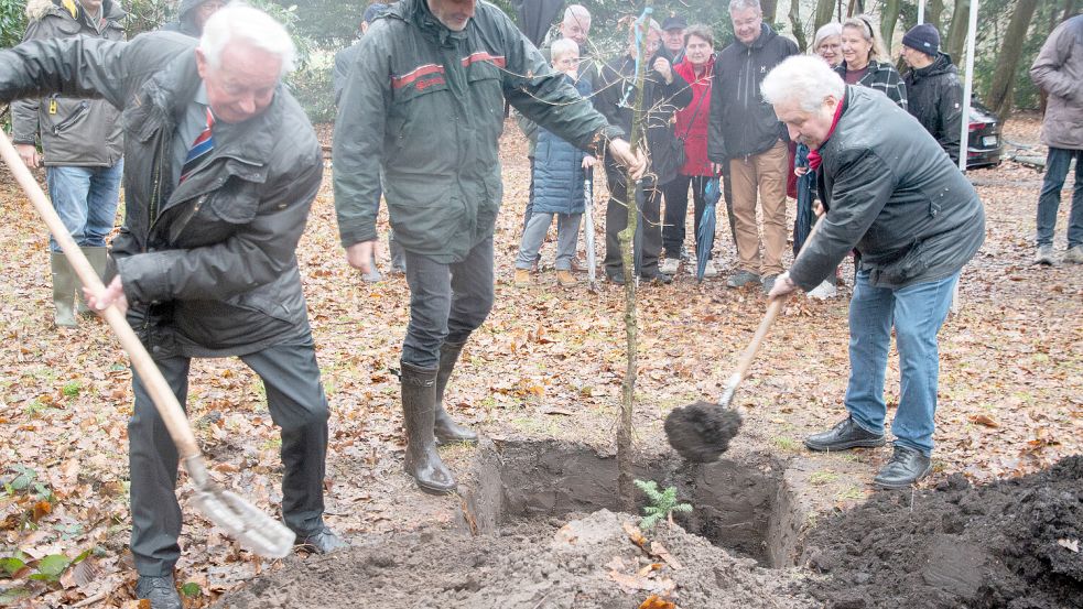 Mit vereinten Kräften pflanzten Landschaftsrat Hilko Gerdes (von links), Tido Bent (Niedersächsische Landesforsten) und Landschaftspräsident Rico Mecklenburg den Abkömmling der Friederikeneiche ein. Foto: privat