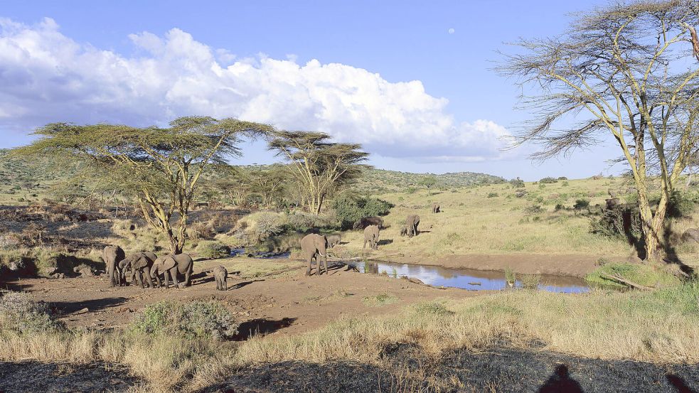 Eine Pferdesafari in Kenia steht bei den Experten vom National Geographic hoch im Kurs. Foto: IMAGO/Newscom World