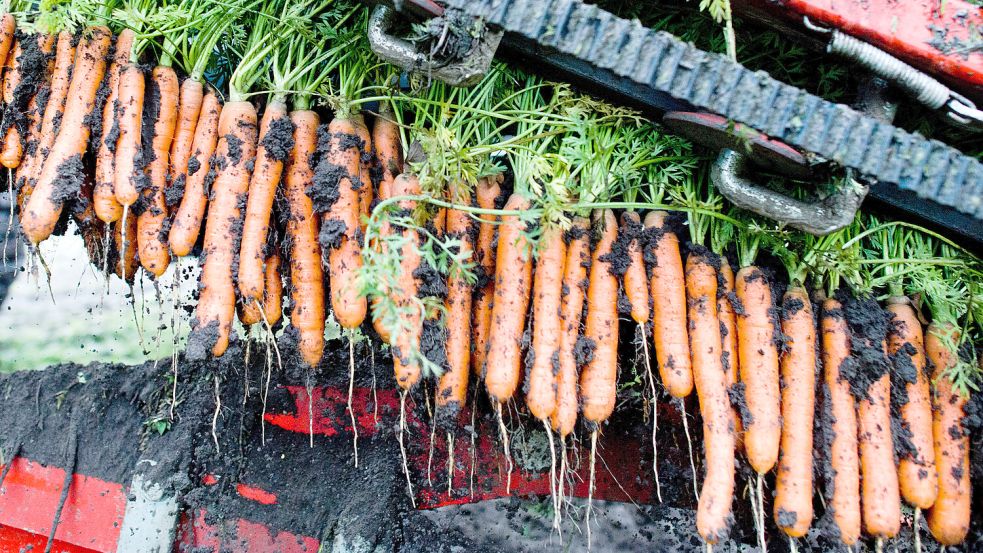 Schmackhaftes Wurzelgemüse: Ernte von Bio-Möhren im Landkreis Hildesheim. Regional erzeugte Produkte erfreuen sich großer Beliebtheit. Foto: dpa/Julian Stratenschulte