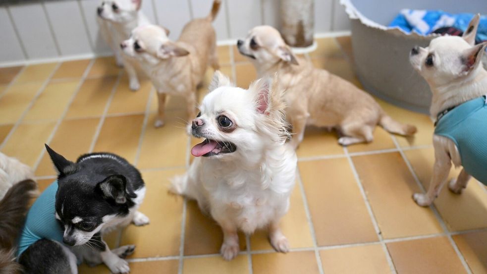 Das kann passieren, wenn ein Halter mit seinen Hunden überfordert ist: 68 Chihuahua-Rassehunde einer Züchterin landeten kürzlich im Stuttgarter Tierheim. Foto: Bernd Weißbrod/dpa
