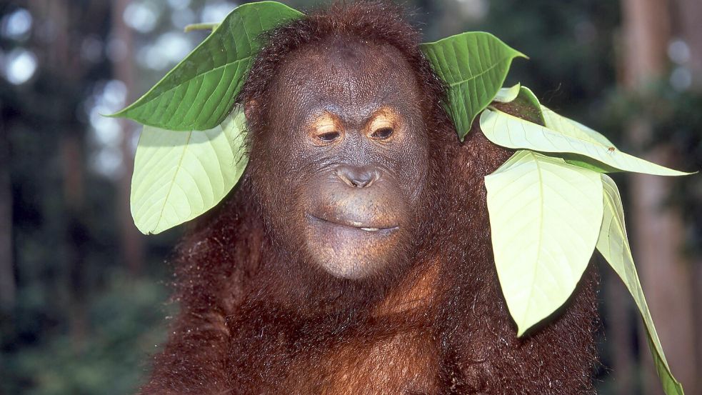 Orang-Utans nutzen Blätter als Serviette: ein Beispiel für Kulturtechniken beim Tier. Foto: imago/blickwinkel