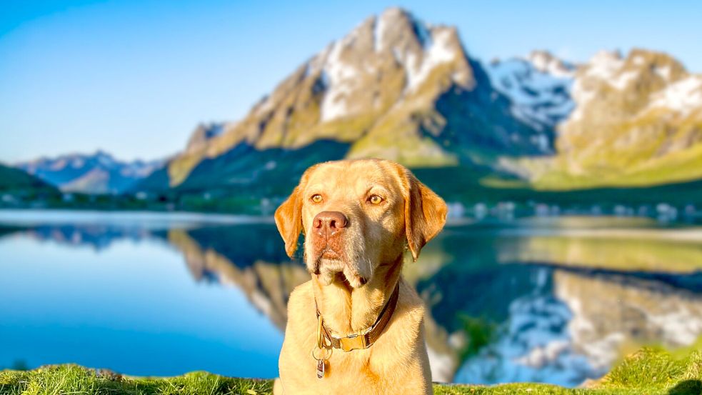 Als Welpe hat Labrador Calu allergisch auf sein Futter reagiert. Seine Besitzer haben daraufhin ein eigenes Futter für ihn entwickelt – und das Start-Up „Alpenwuff“ gegründet. Foto: Reich/Alpenwuff