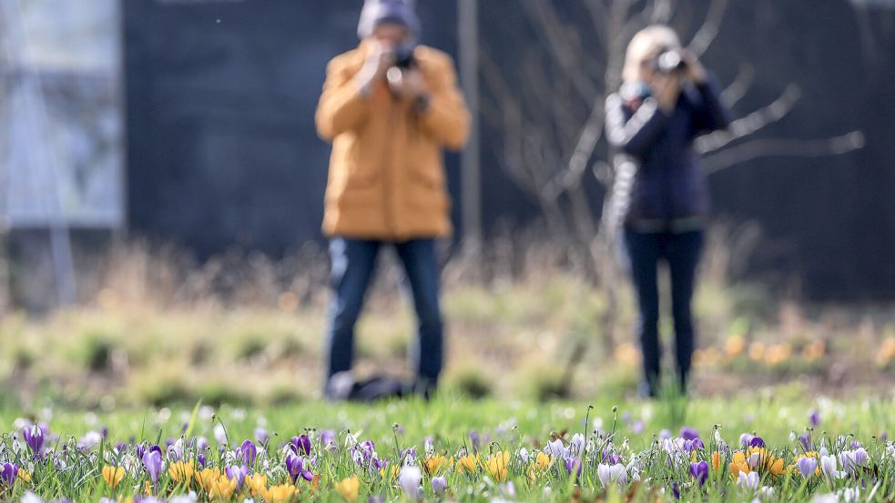 Die Frühlingsblüher stehen noch in voller Blüte, doch frühlingshafte Temperaturen wird es am Wochenende nicht geben. Symbolfoto: dpa