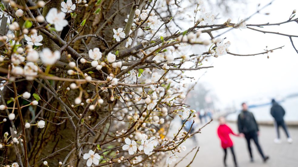 Nach recht milder Temperaturen wird das Wochenendwetter nicht mehr ganz so beständig. Foto: dpa/Daniel Bockwoldt