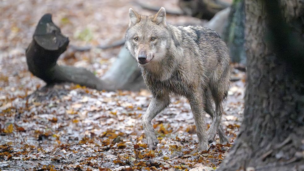 In Teilen Deutschlands, wie beispielsweise in Niedersachsen, sind Wölfe längst keine Seltenheit mehr. Jäger und Landwirte fordern daher, den Bestand stärker zu regulieren. Foto: dpa/Sina Schuldt