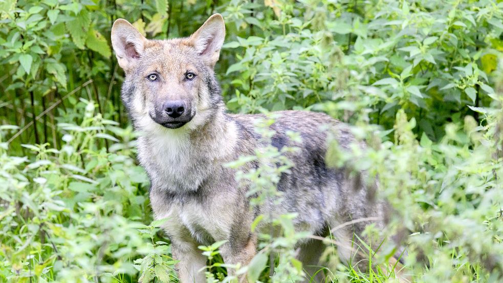 Wölfe tauchen in der Region immer wieder auf. Symbolfoto: Stratenschulte/dpa