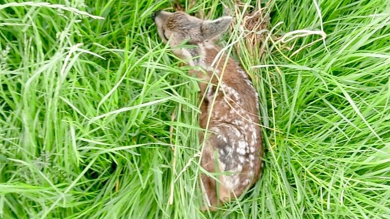 Ein Rehkitz versteckt in hohemGras: Meist wurde es nicht verlassen, sondern vom Muttertier sicher abgelegt. Foto: Jägerschaft