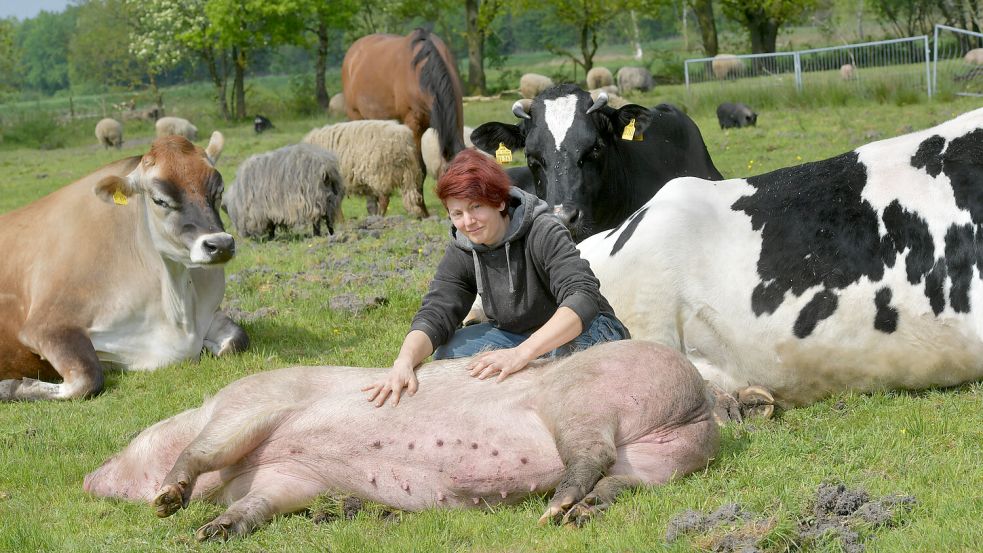 Weide-Idylle: Selbst das Schwein genießt es, gekrault zu werden. Foto: Ortgies