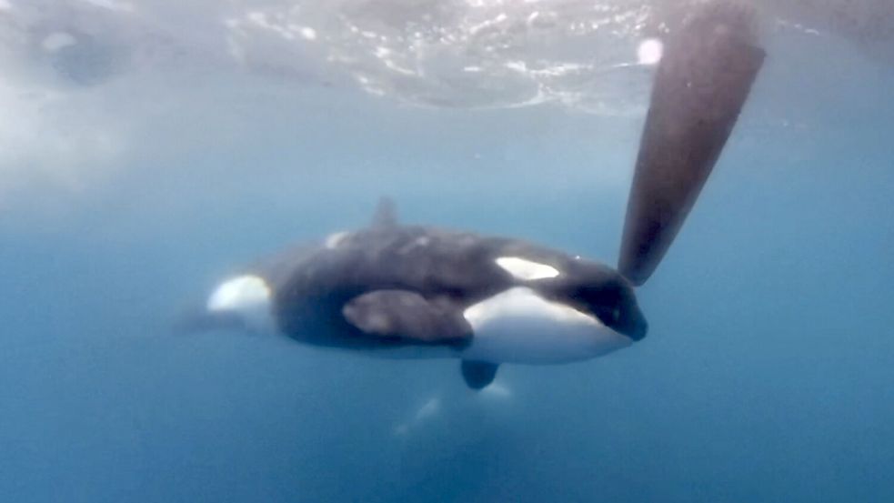 Orcas griffen 2023 Schiffe bei einer Regatta an. Jetzt gibt es wieder einen Vorfall. Foto: picture alliance/dpa/AP