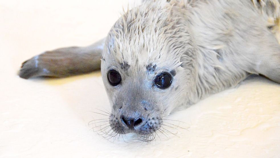 Der kleine Heuler Bosse ist als erster Heuler der diesjährigen Geburtensaison in der Seehundstation Friedrichskoog aufgenommen worden. Foto: Seehundstation Friedrichskoog/dpa