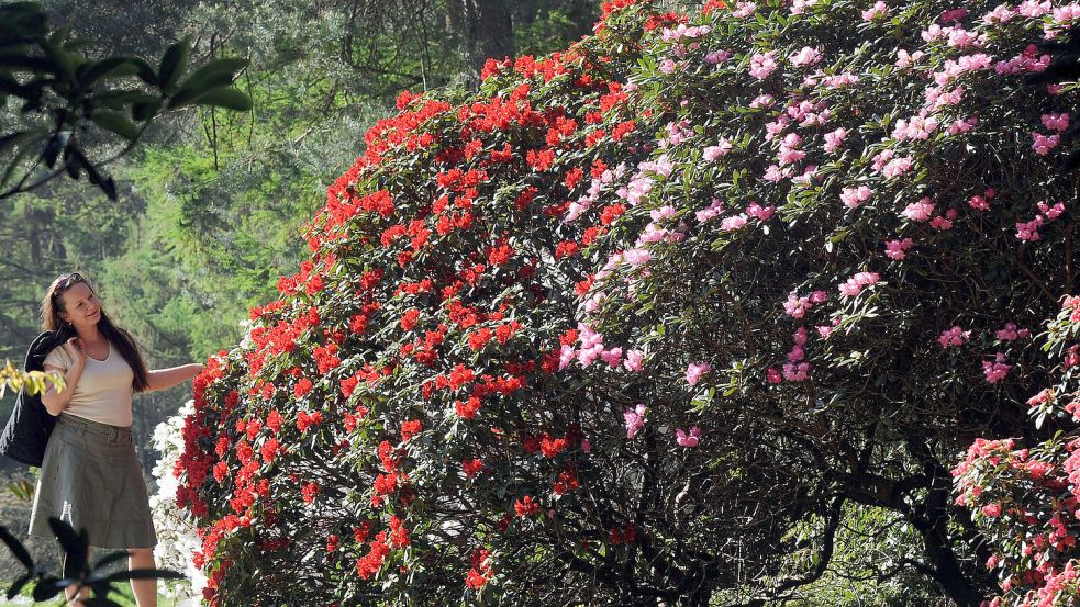 Rhododendronbüsche in schönster Blüte sind derzeit in Westerstede zu bewundern. Foto: DPA/Wagner/Archiv