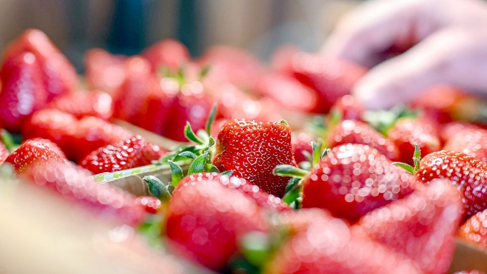 Im Schnitt sei die Erdbeersaison für gut verlaufen, heißt es vom Verband Süddeutscher Spargel- und Erdbeeranbauer. Foto: Uli Deck/dpa