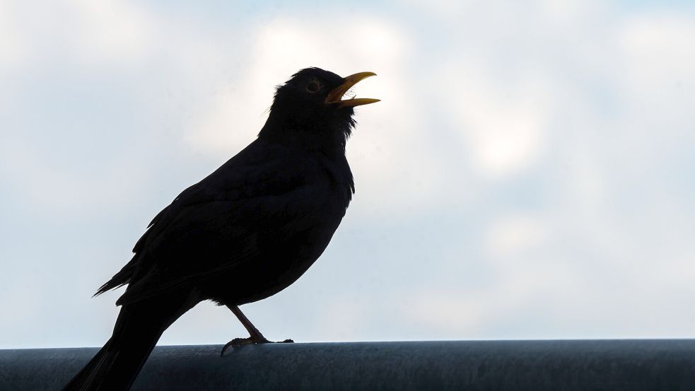 Die Naturschützer wollten mit der Zählaktion herausfinden, wie es der Vogelwelt geht. Foto: dpa/Frank Rumpenhorst