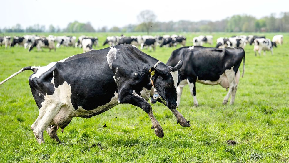 Tierwohl, das man sehen kann: Die Kühe auf dem Weidemilchbetrieb Collmann in Filsum sind Mitte April nach der etwa halbjährlichen Stallzeit im Winter wieder auf die Weide gelassen worden. Foto: Schuldt/DPA