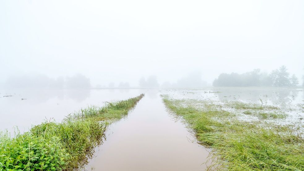 Finanzielle Einbußen durch das Hochwasser haben nicht nur Bauern, denen die Ernte ausgefallen ist, sondern auch Landwirte, die für ihre Produkte keine Abnehmer mehr finden. Foto: Andreas Arnold/dpa