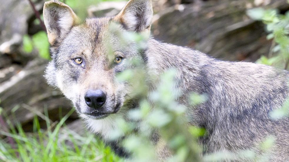 Ein Wolf hat im März in Meppen ein Schaf gerissen, er war auch in den Niederlanden unterwegs. Foto: Stratenschulte/DPA