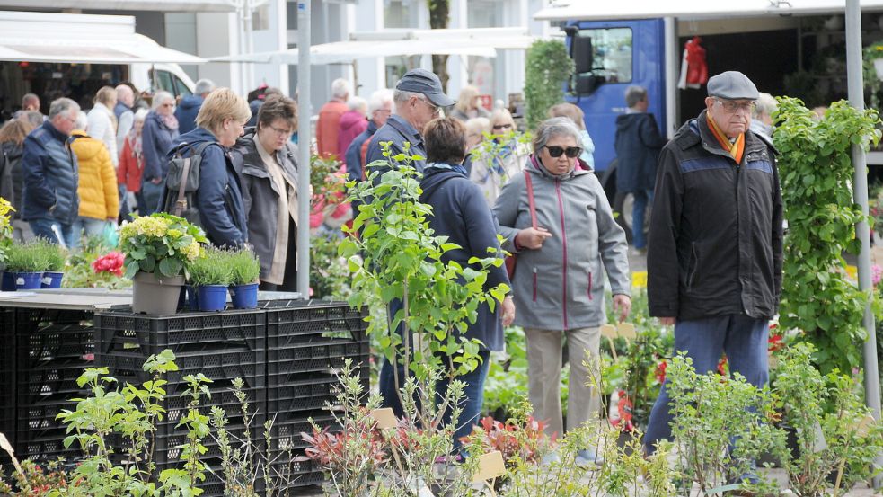 Beim Geranienmarkt in Aurich gibt es auch andere Blumen sowie Pflanzen, Stauden und Kräuter. Foto: Hippen