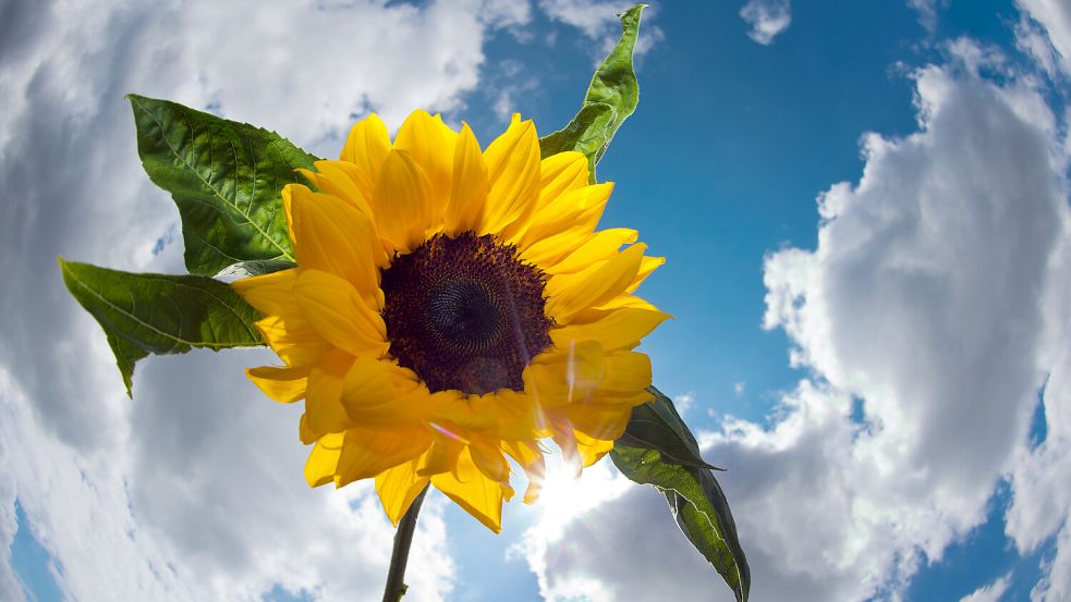 Der Sommer ist da - zumindest wenn man sich nach dem meteorologischen Sommeranfang richtet. Doch entwickelt sich das Wetter auch entsprechend? Foto: dpa/Arno Burgi