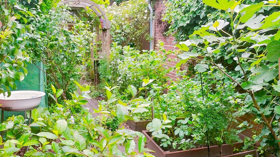 Klein, aber fein: Der Gemüsegarten von Marion Kolthoff. Foto: privat